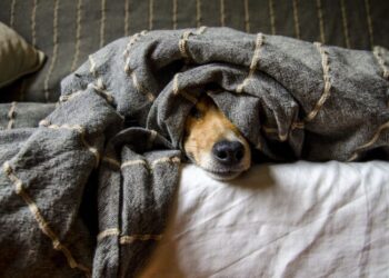 Dormir con tu mascota