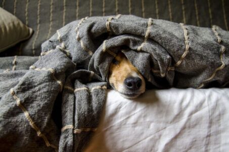 Riesgos y beneficios de dormir con tu mascota