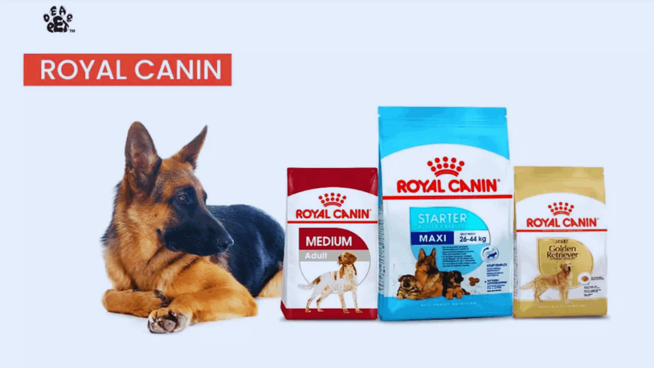 Cómo solicitar muestras gratis de Royal Canin para tu mascota