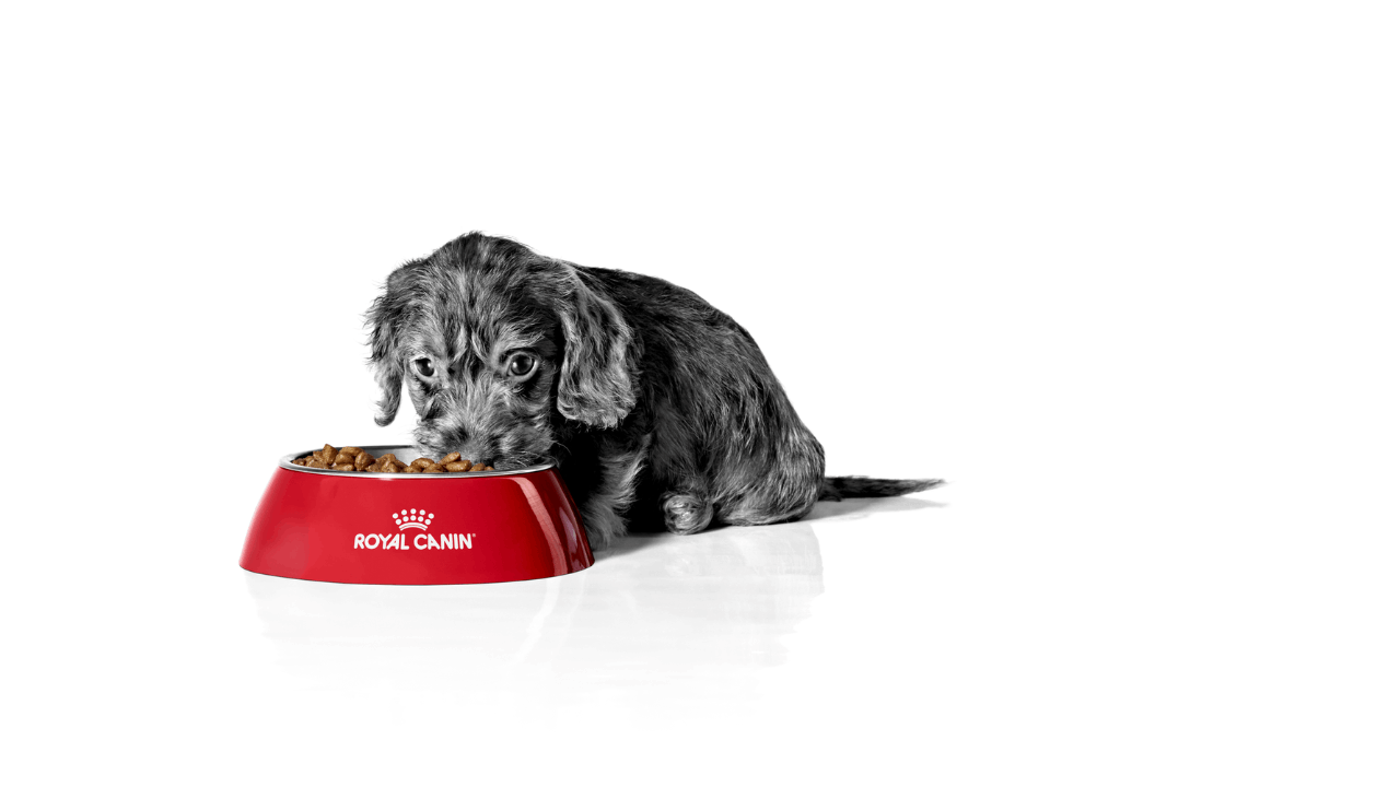 Cómo solicitar muestras gratis de Royal Canin para tu mascota