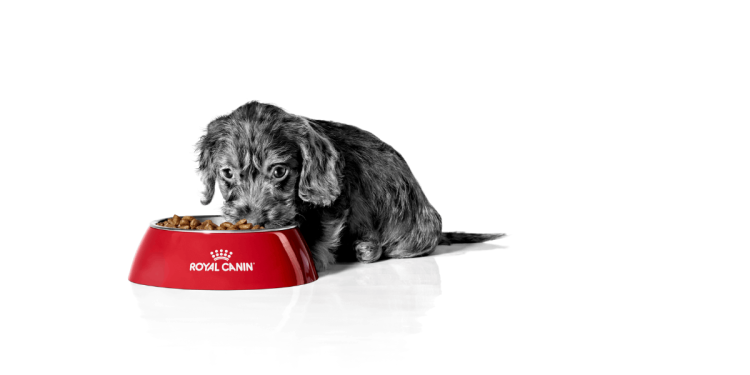 Cómo solicitar muestras gratis de Royal Canin para tu mascota