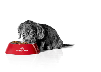 How to Claim Royal Canin Free Samples for Your Pet